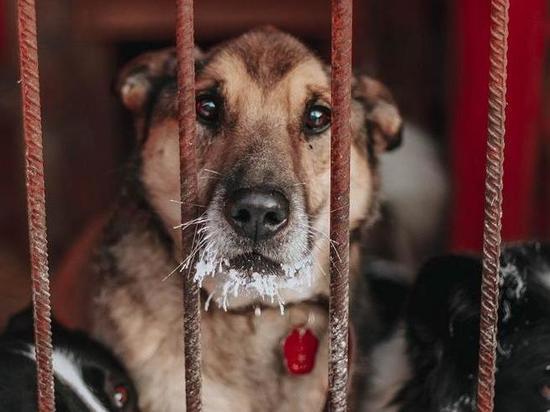Под Новосибирском закрывают приют для бездомных животных