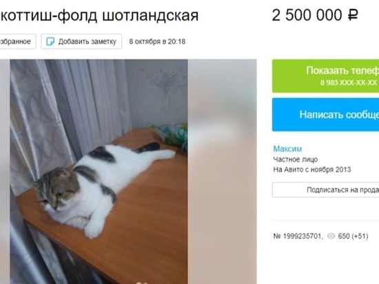 «Плюс один – она красивая»: барнаулец передумал продавать кошку за 2,5 млн рублей