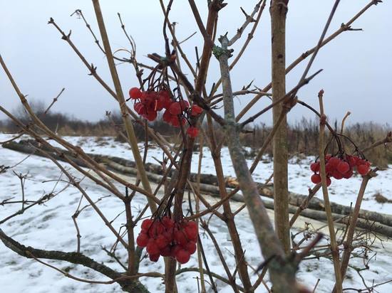 Погода в Смоленской области готовится к трескучим морозам