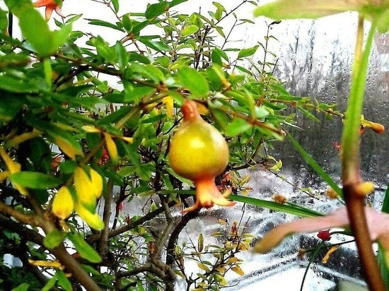 В Иванове растет чудесный сад – гранаты, апельсины, бананы и кофе