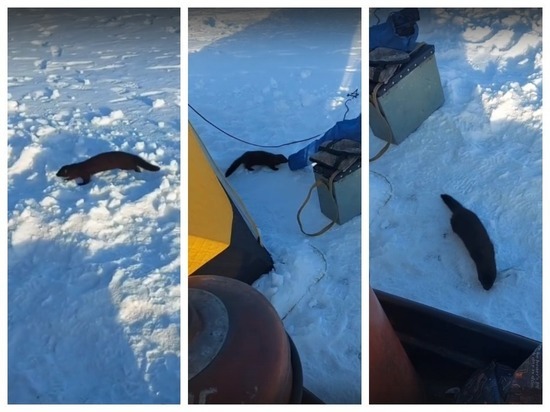 Кража рыбы у омских рыбаков попала на видео