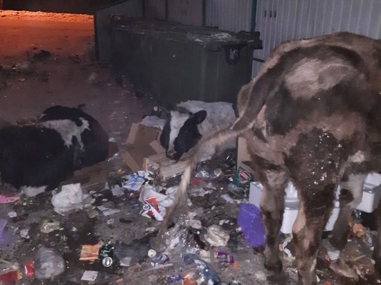 Жители кузбасского города жалуются на труп коровы, обглоданный собаками