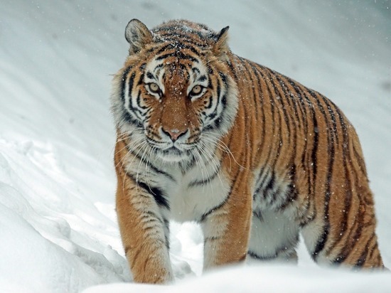 В лесу Ванинского района Хабаровского края человек погиб при нападении тигра