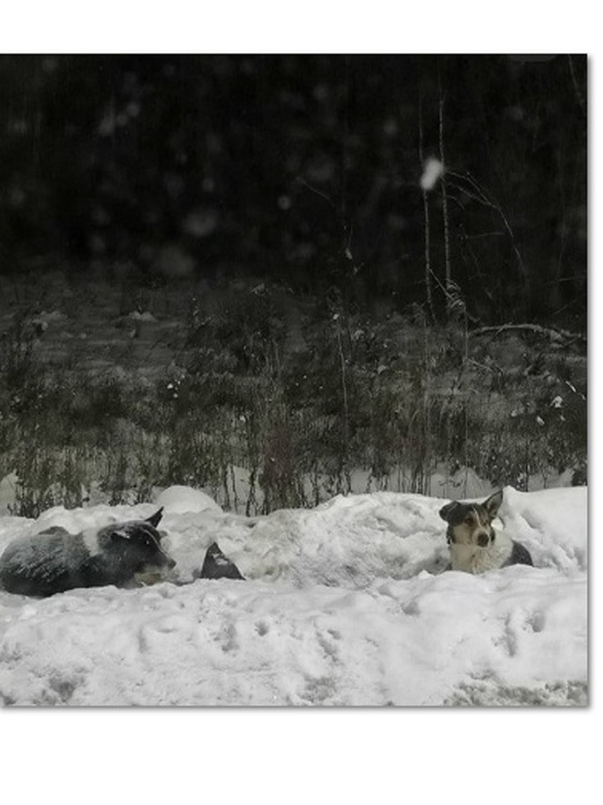 Своих не бросают: в Ярославле две бездомных собаки три дня охраняют своего сбитого друга