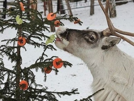 Где в Хабаровске принимают новогодние елки для животных, рассказали в зоосаде