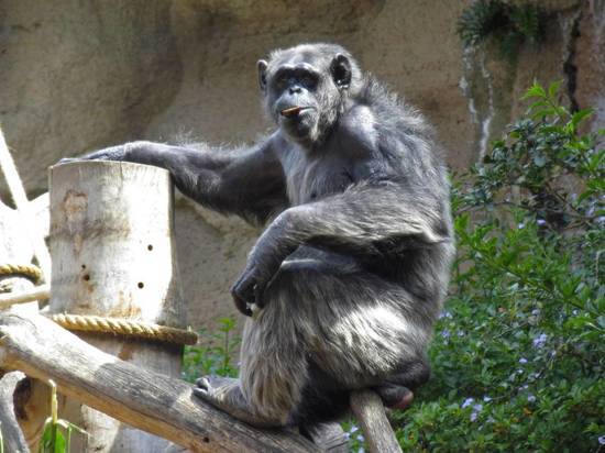 Впервые подтвердились случаи COVID-19 у горилл
