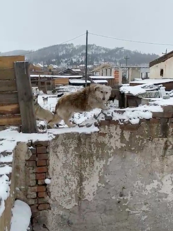 Собаки, искусавшие мальчика в Улан-Удэ, могли сбежать из приюта