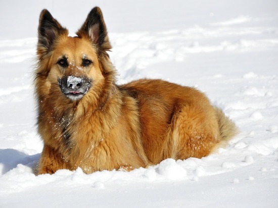 Организация "Желтая бирка" будет отлавливать бездомных собак в Ижевске