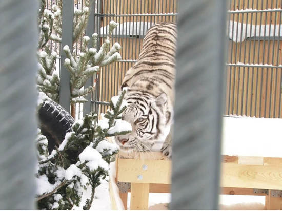 Барнаульский зоопарк принял животных из разорившегося в пандемию цирка