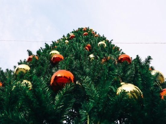 В Волгограде открывается пункт приема использованных новогодних елок