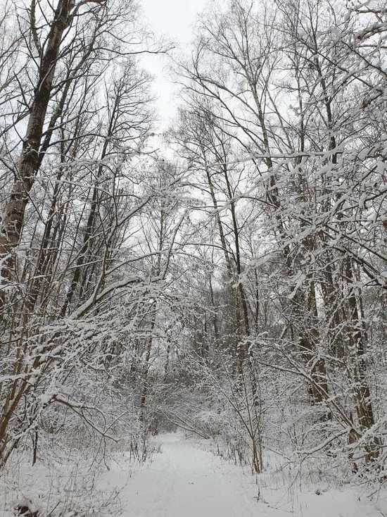 Конкурс фотографий зимнего леса стартовал в Серпухове