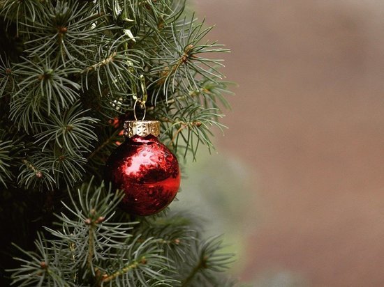 Пункт приема новогодних елок откроется в Пущино