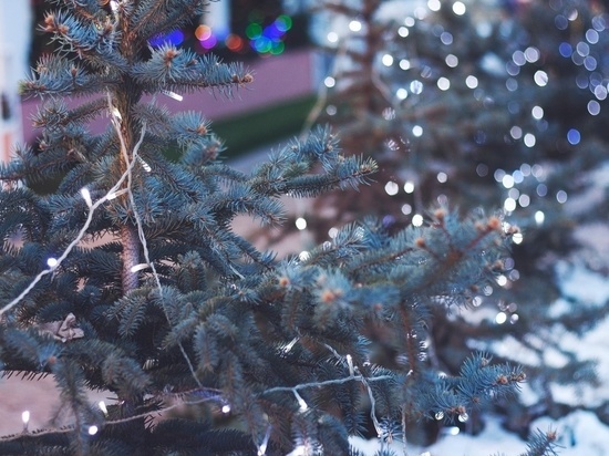В Хакасии объявили о сборе использованных новогодних ёлок