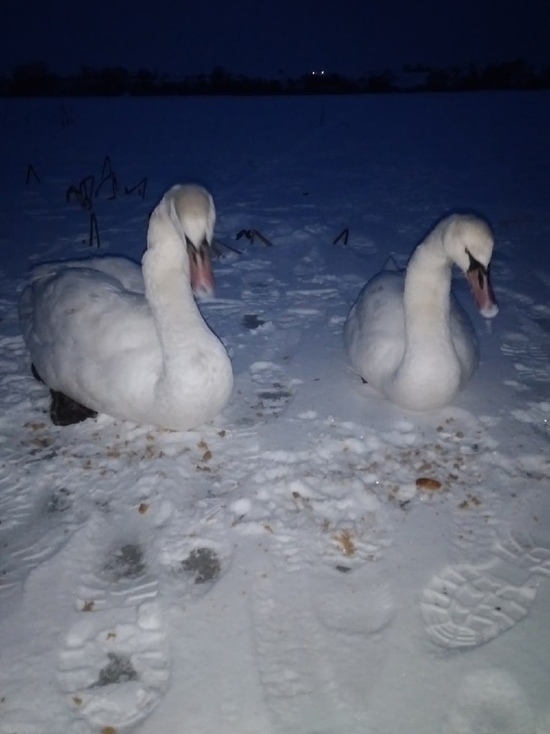 Помощников для отлова замерзающих лебедей срочно ищут в Пскове