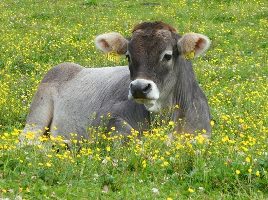 В Усть-Лабинске выберут самую красивую корову