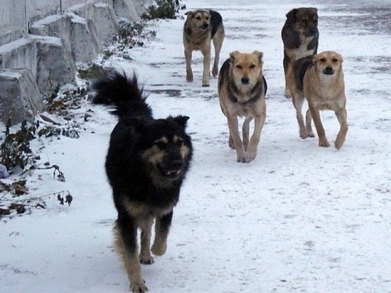 Совет муниципальных образований Бурятии высказался о безнадзорных собаках