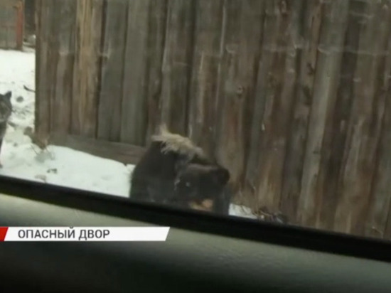 В Улан-Удэ агрессивные собаки загнали телевизионщиков обратно в машину (ВИДЕО)
