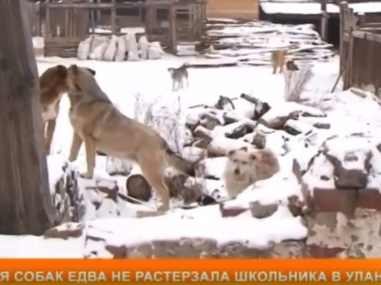 Про агрессивных собак из Улан-Удэ рассказали на федеральном телевидении