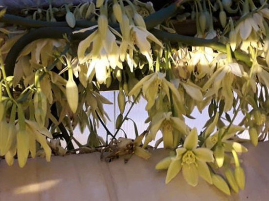 В Полярно-альпийском ботаническом саду зацвела фуркрея прямая