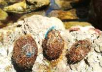 Гидробиологи рассказали, что водоросли в прибрежных районах научились вылавливать кусочки пластика, оплетая своими волокнами в клубки, известные как «шары Нептуна»