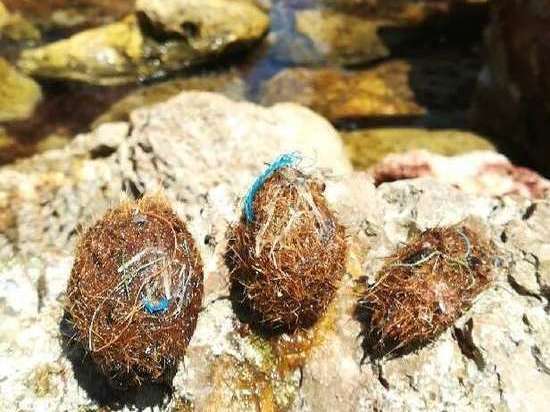 Прибрежные водоросли сами научились вылавливать пластик из морей