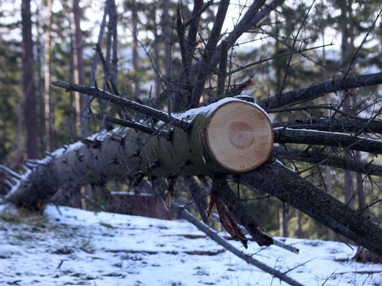  В Хакасии кто-то незаконно вырубает лес: заведены уголовные дела