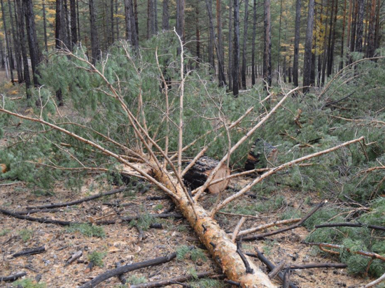 Лесничий в Забайкалье незаконно выделил участок под заготовку дров