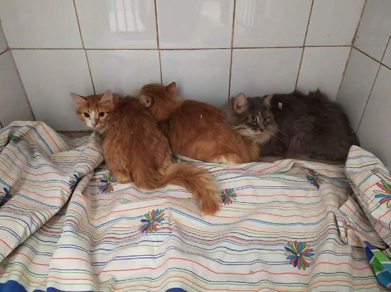 В Рязани из квартиры пенсионерки вывезли 17 кошек, их ловили три часа