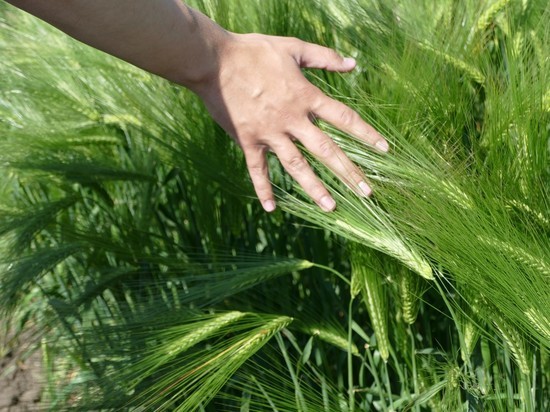В Ставропольском крае будут выращивать сельхозпродукцию с "зеленой" меткой