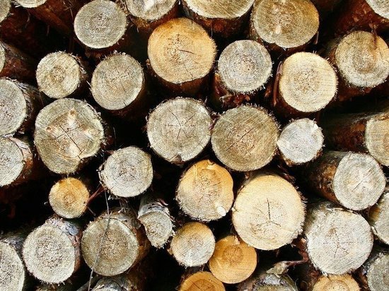 Кузбассовец незаконно вырубал деревья ради постройки бани