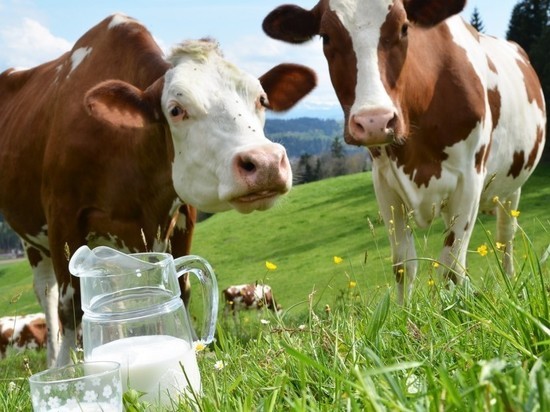 Студенты разработают технологии, увеличивающие производительность молока у коров