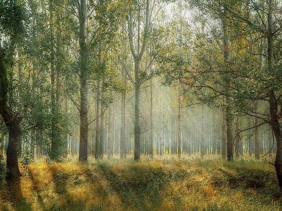 В 2021 году в Татарстане определят лесные границы