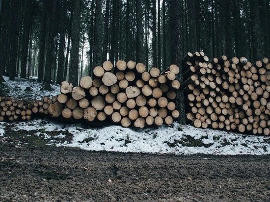 От использования лесов в бюджет Татарстана поступило около 100 млн. рублей