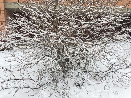 Прогноз погоды в Смоленске 17 января соответствует традиции крещенских морозов