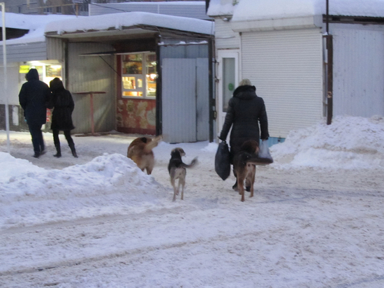 В Саратове голодные бездомные собаки отнимают еду у жителей