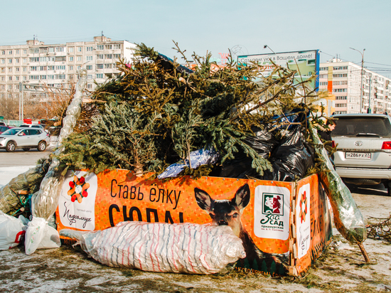 Экологическая акция «Вторая жизнь новогодней елки» проходит с 15 января