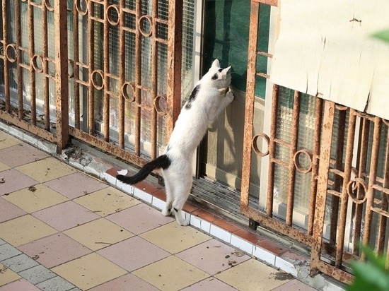 Мясорубку и карнавальный костюм Деда Мороза украл житель Хабаровска