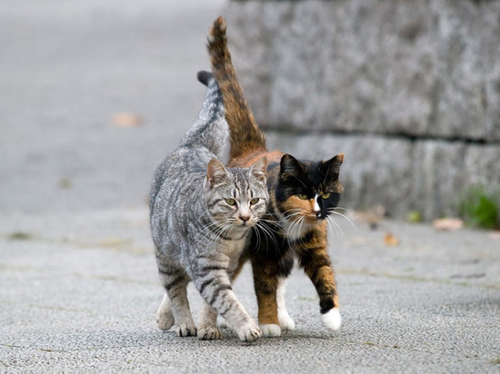 Жителей района Твери просят не выпускать кошек на улицу: это может быть опасно