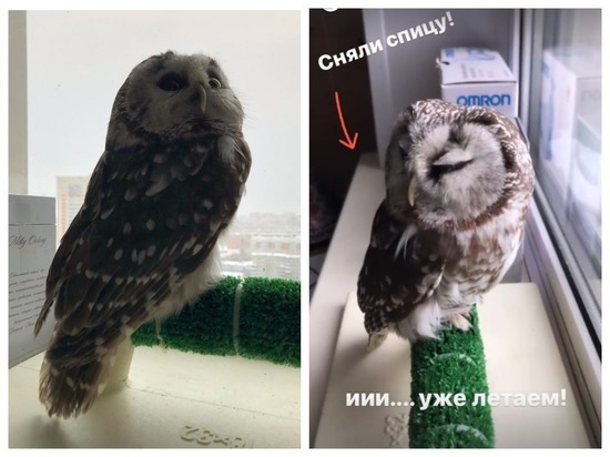 Новосибирские волонтеры выходили мохноногого сычика