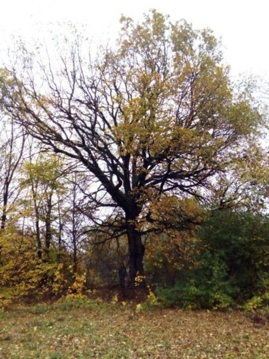 В Национальный реестр старовозрастных деревьев попали два тамбовских дуба