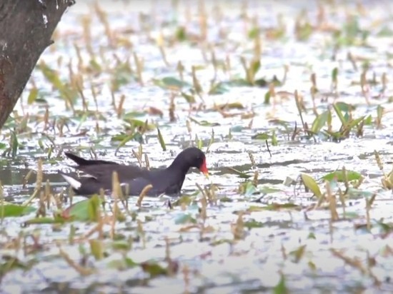 Новые природные парки Тюмени спасут птиц от вымирания