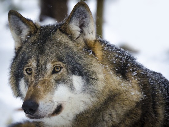Бригада охотников займется волками, атаковавшими город-курорт в Алтайском крае
