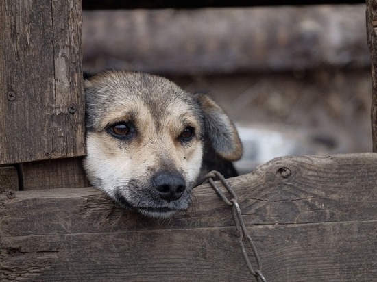 В Тюменской области живодер жестоко расправился с собакой ради трубы за 3 тысячи