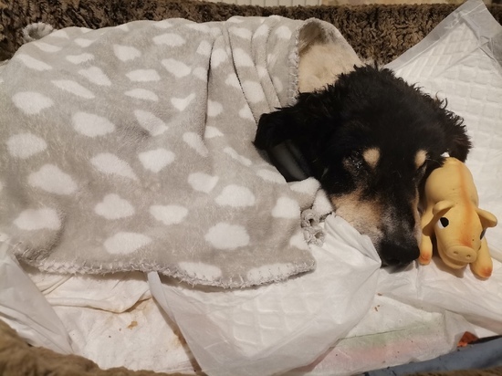 В Тверской области волонтеры спасли жизнь 18-летнего пса, выброшенного хозяйкой на мороз
