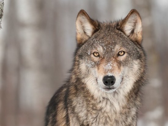 Жителей Тверской области пугают активизировавшимися волками
