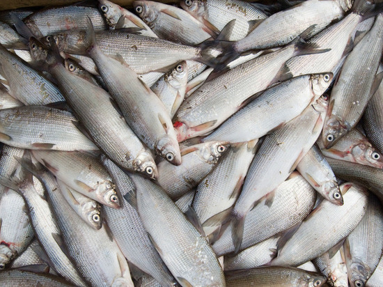 На Ямале КМНС в 2021 году разрешили добыть сиговой рыбы в 6 раз больше