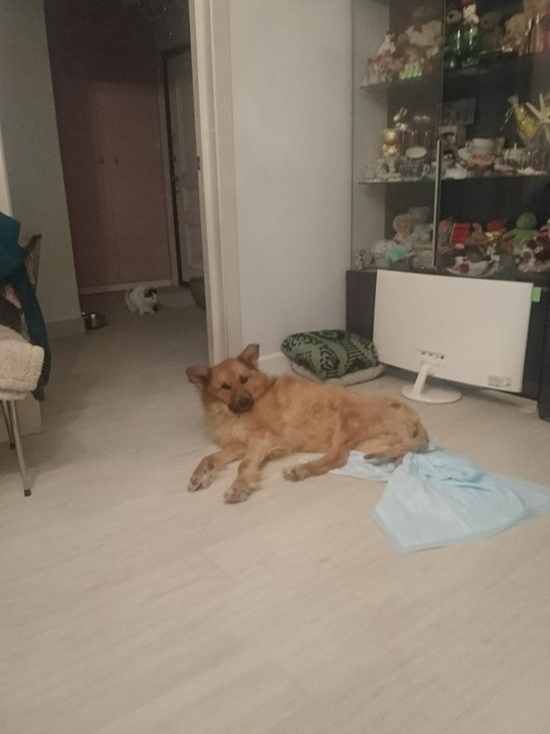 Умиравший в воде после ДТП в Тверской области пес нашел свой дом