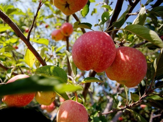 Врачи предупреждают об опасности чрезмерного употребления яблок