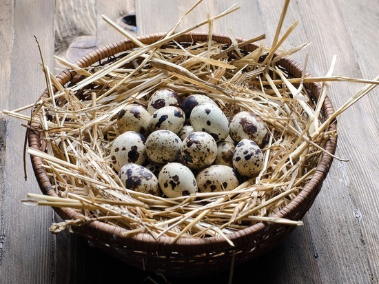Чем могут быть полезны волгоградцам перепелиные яйца