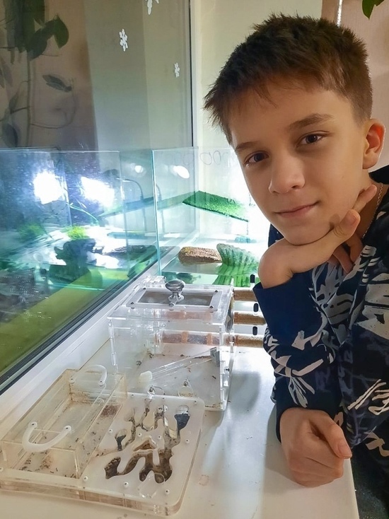 Школьник из Невинномысска прославился с видео о муравьях